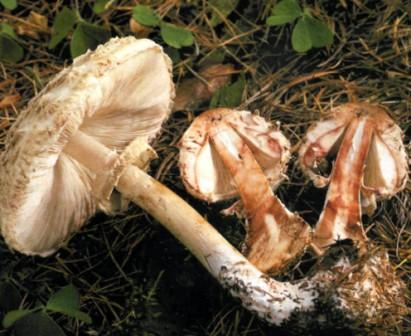  -  Macrolepiota rhacodes